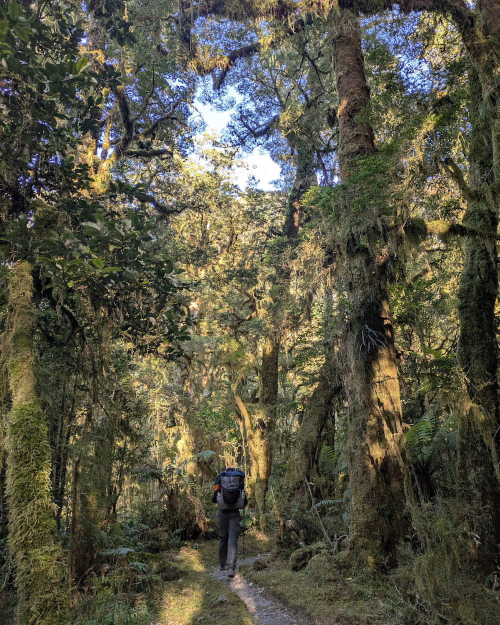 Takahe in Te Anau New Zealand